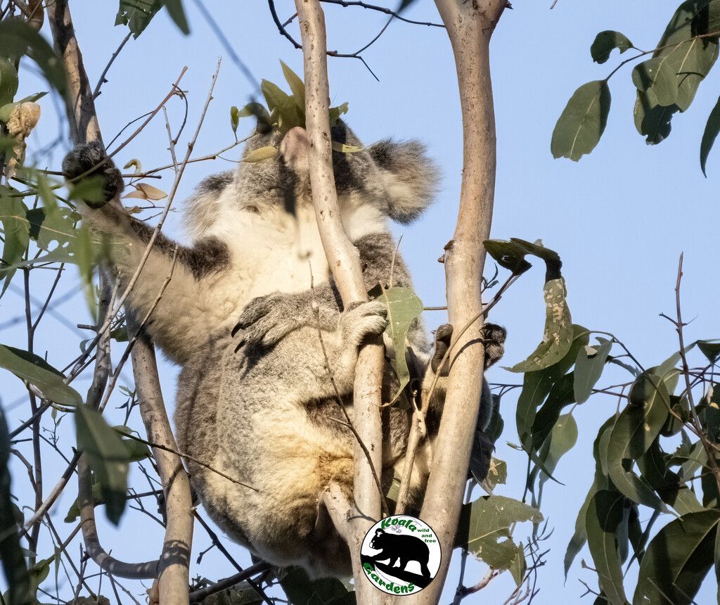 gimme gimme gimme by koalagardens