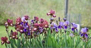 4th Jun 2024 - Garden Perimeter Irises