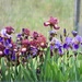 Garden Perimeter Irises by bjywamer