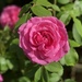 My Beautiful Gertrude Jekyll Climbing Rose  by susiemc