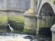 8th Jun 2024 - Heron