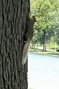 4th Jun 2024 - Squirrel with a white tail