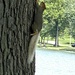 Squirrel with a white tail by tunia