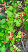 3rd Jun 2024 - Wild Berries