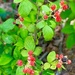 Wild Berries by cheridw