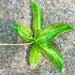 A Lone Leaf by cheridw