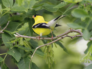 4th Jun 2024 - American goldfinch