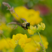 4th Jun 2024 - bumblebee