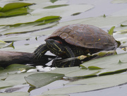 4th Jun 2024 - red-earred slider