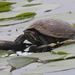 red-earred slider by rminer