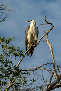 4th Jun 2024 - Sea eagle