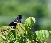 4th Jun 2024 - Red-Winged Black Bird