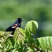 Red-Winged Black Bird by corinnec