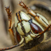 Wasp by aydyn