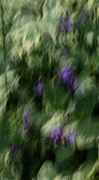 4th Jun 2024 - Nightshade-2