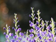 4th Jun 2024 - Baptisia australis 