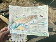 3rd Jun 2024 - Rainbow /Steelhead