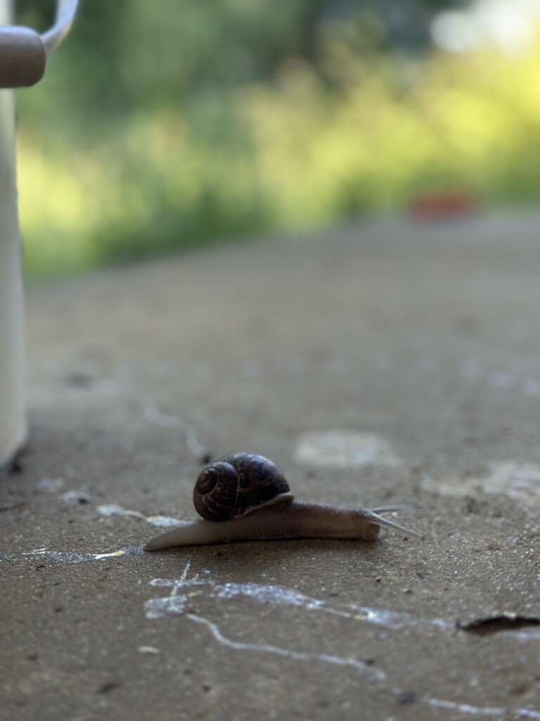 Snail  by pandorasecho
