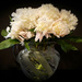 My Grandmother Nora's Peonies by berelaxed