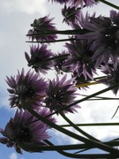 4th Jun 2024 - View from Below