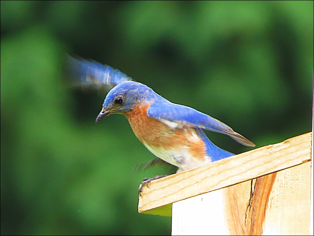 My Bluebird of Happiness is About to Take Wing by olivetreeann