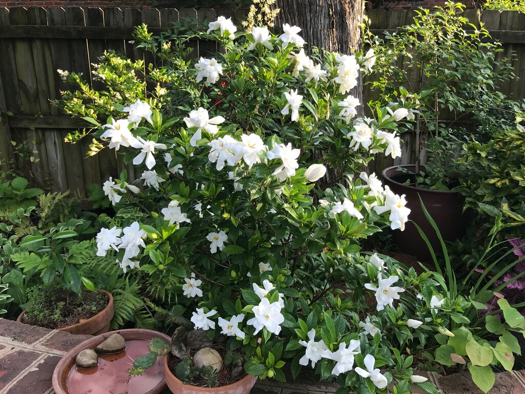 Gardenias in the Garden by allie912