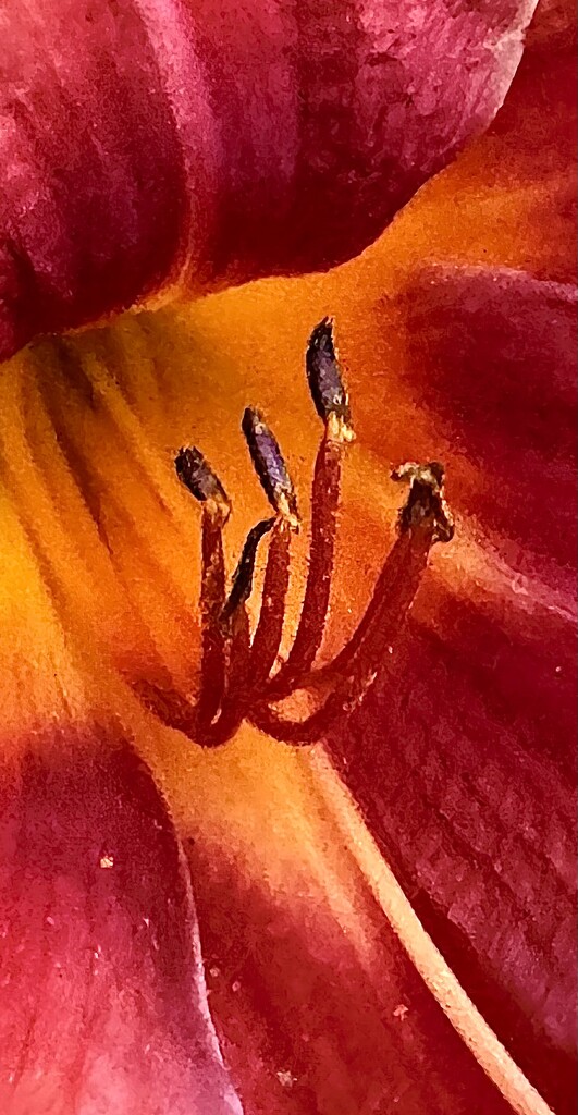 Close up of day Lily  by congaree
