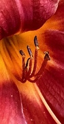 2nd Jun 2024 - Close up of day Lily 