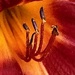 Close up of day Lily 