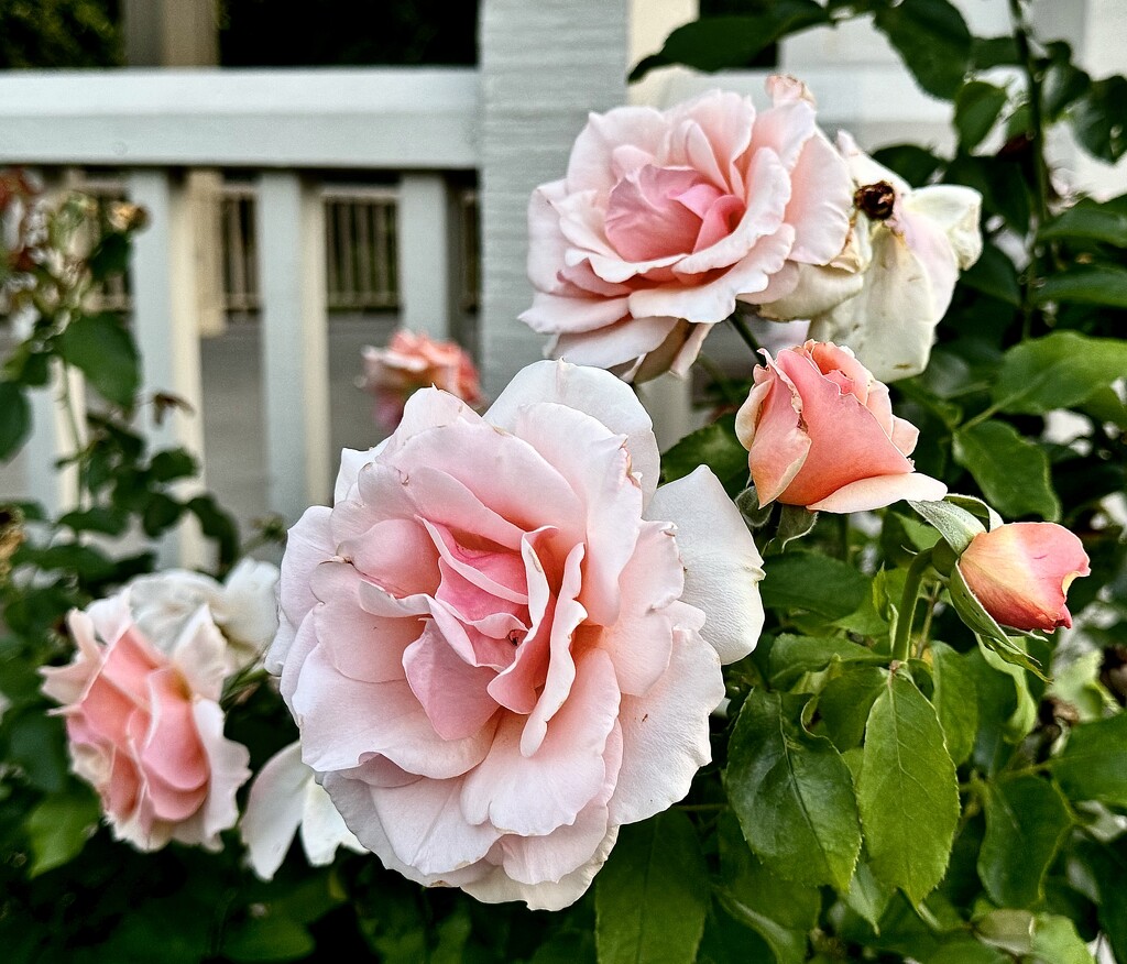 Roses:  always in season at our park. by congaree