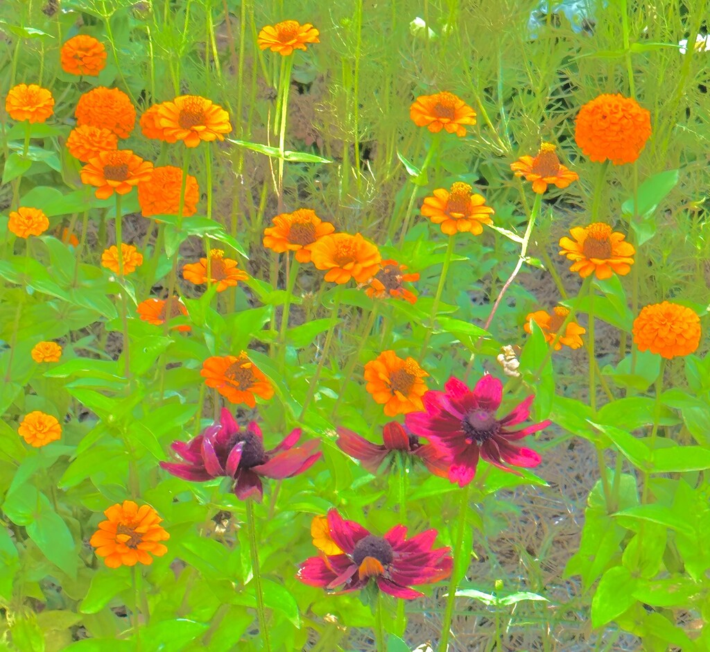 Zinnia are appearing all over the gardens at the park.  I think they’re maybe a little early. by congaree