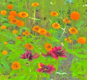 3rd Jun 2024 - Zinnia are appearing all over the gardens at the park.  I think they’re maybe a little early.