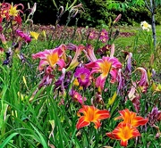 4th Jun 2024 - Day lilies