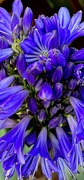 3rd Jun 2024 - Agapanthus