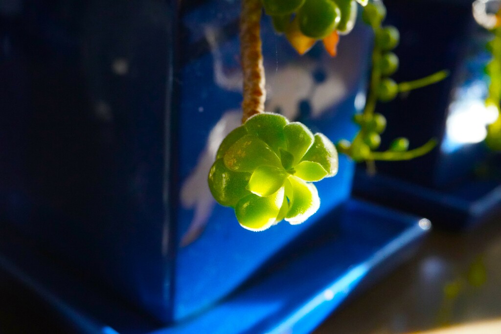 Hanging Sedum in the Glow of Sunlight by veronicalevchenko