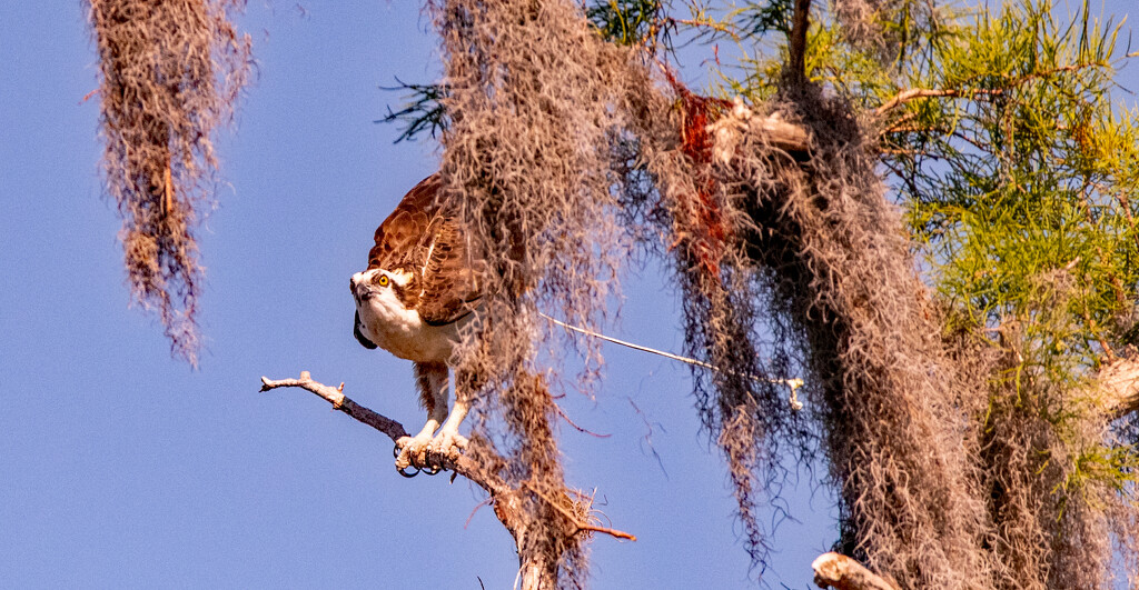 Osprey Getting Ready to Take Off! by rickster549