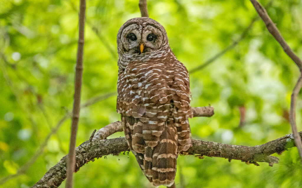 Found the Barred Owl Just Before Sunset! by rickster549