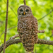 Found the Barred Owl Just Before Sunset! by rickster549