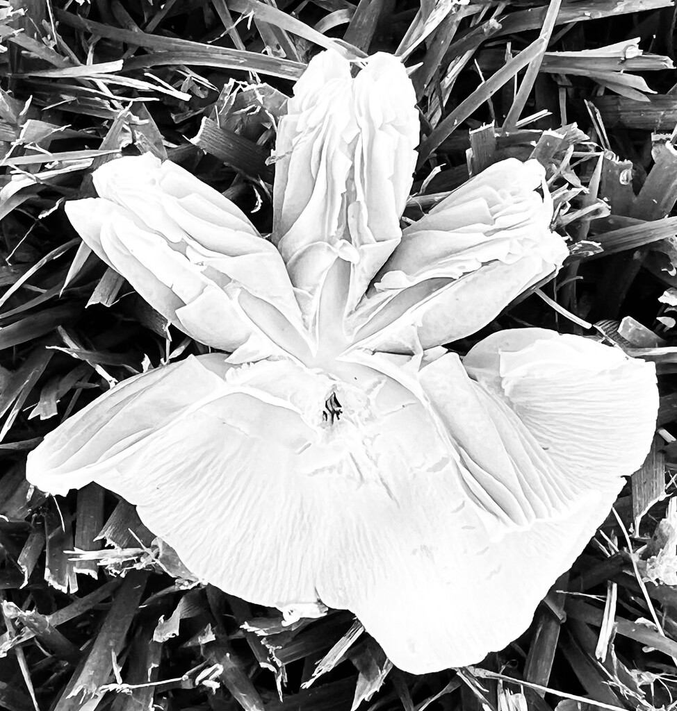 Mushroom in the grass by sjgiesman