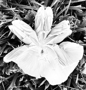 4th Jun 2024 - Mushroom in the grass