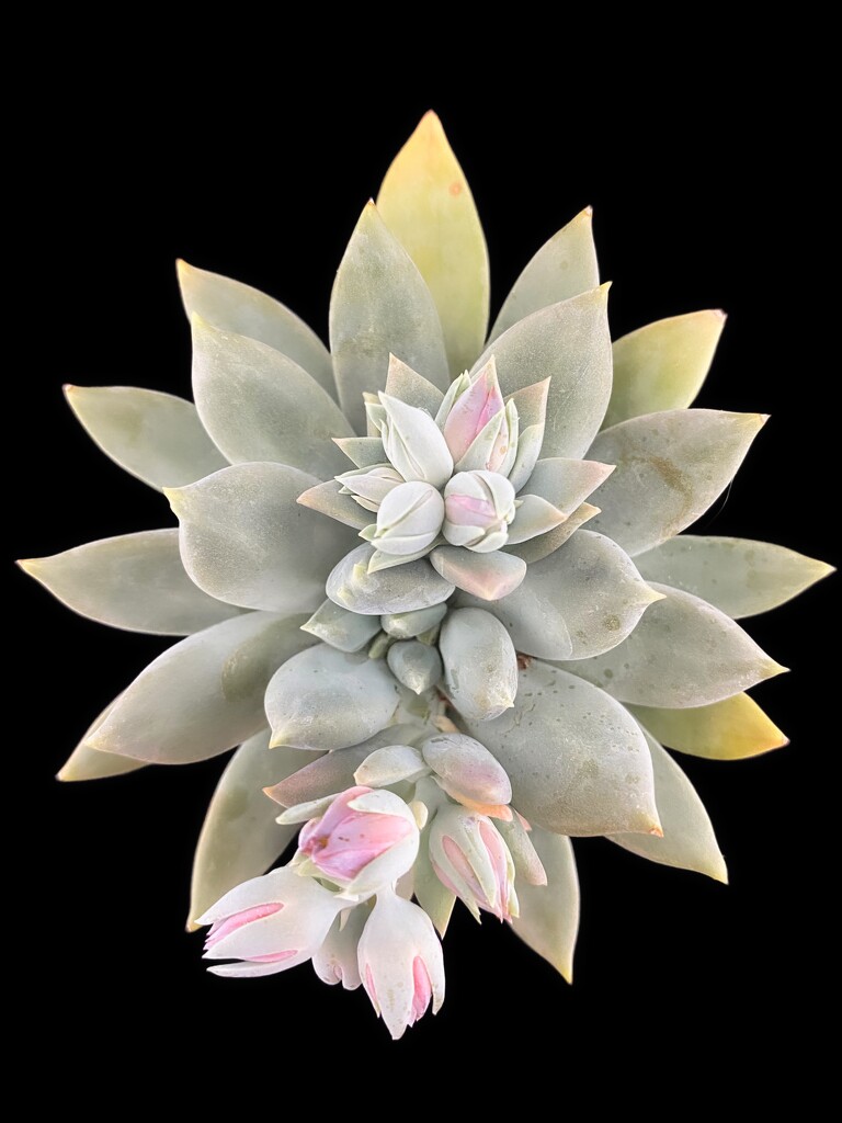 Bloom  by joysfocus