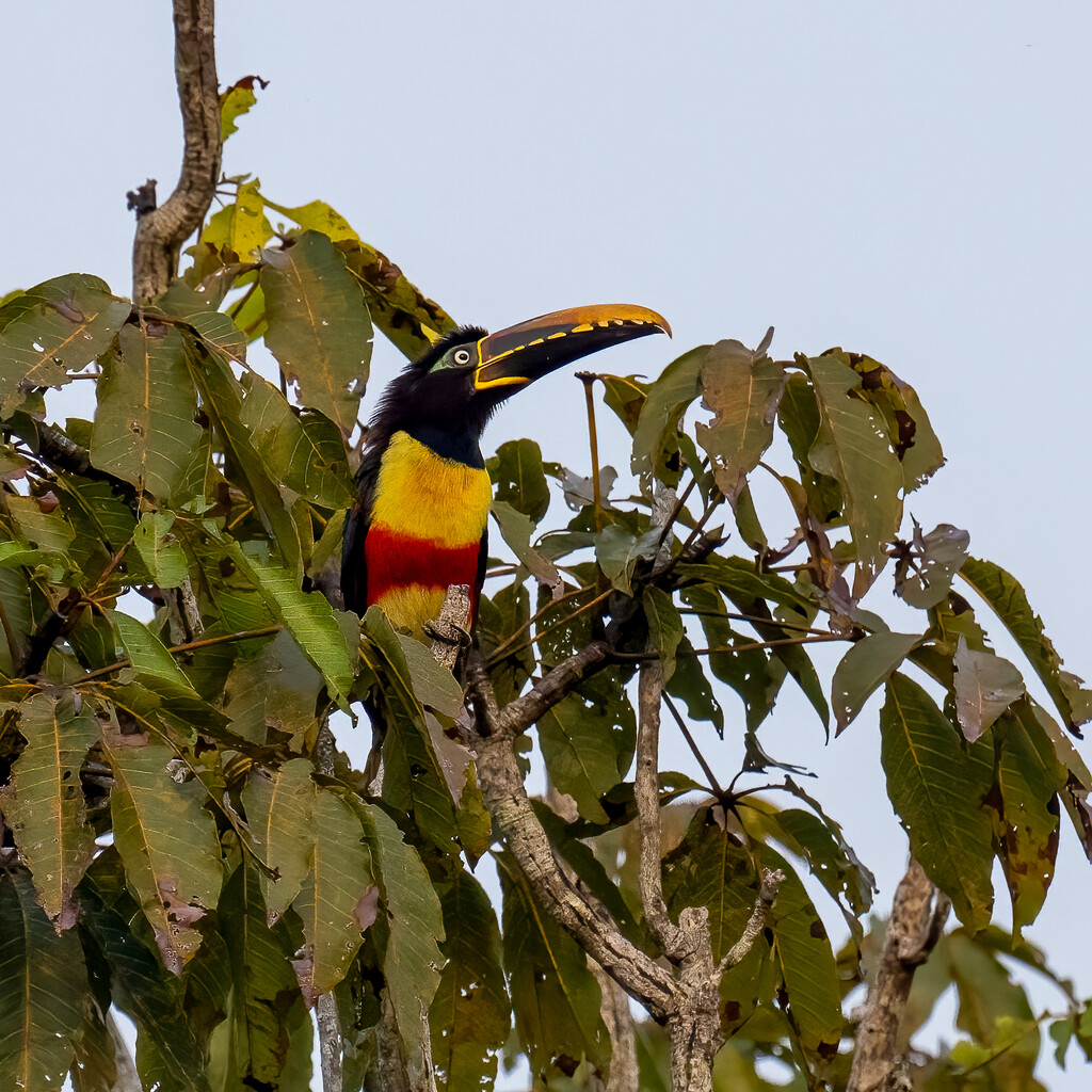 Chestnut-eared Aracari  by nicoleweg