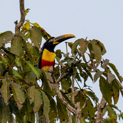 7th May 2024 - Chestnut-eared Aracari 