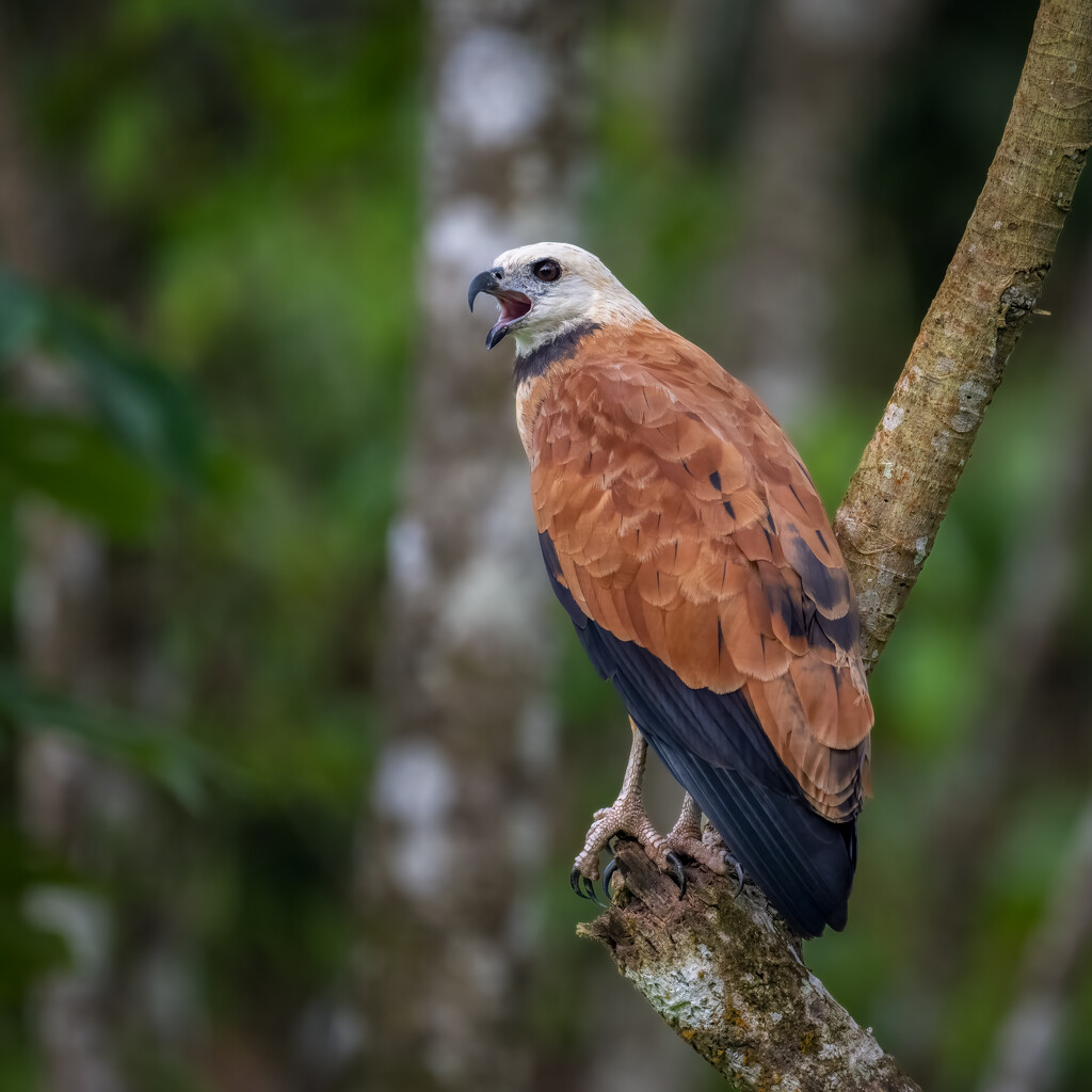 Black-collared Hawk by nicoleweg