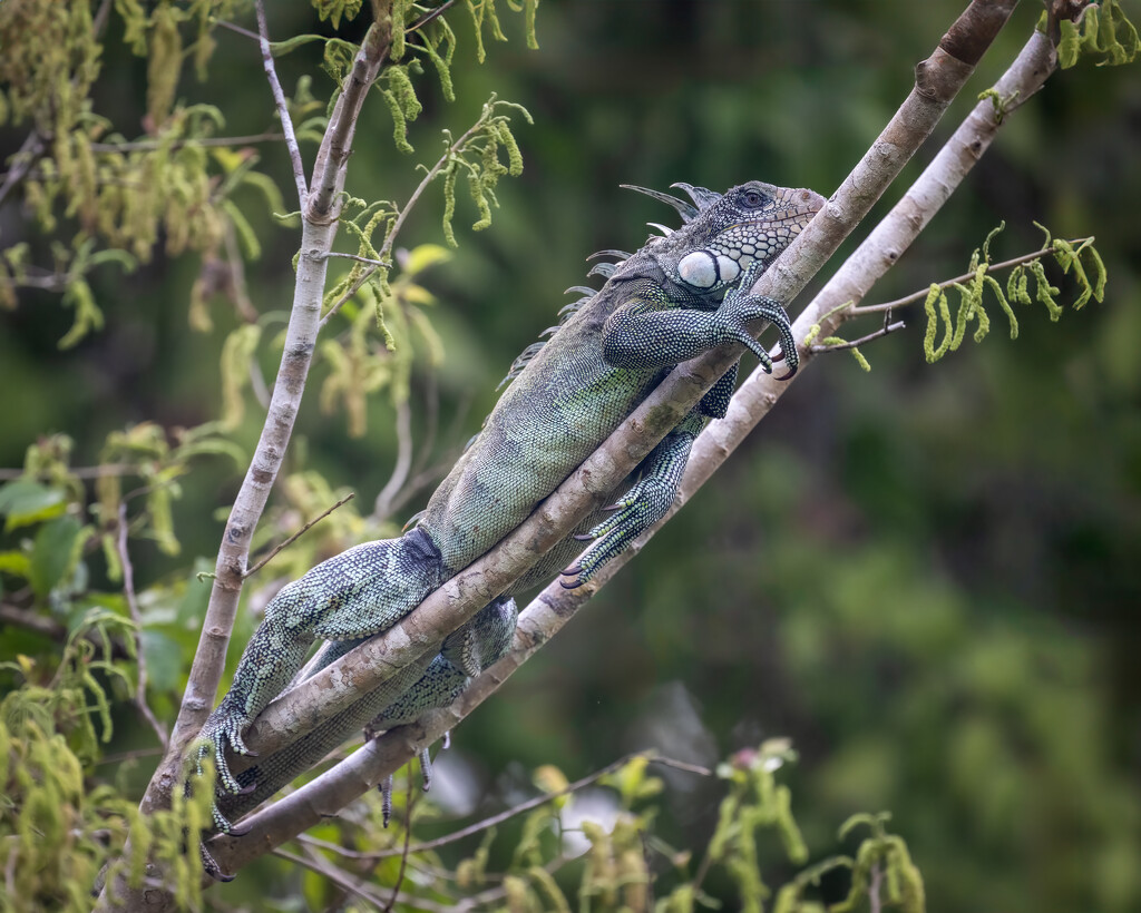 Green Iguana by nicoleweg