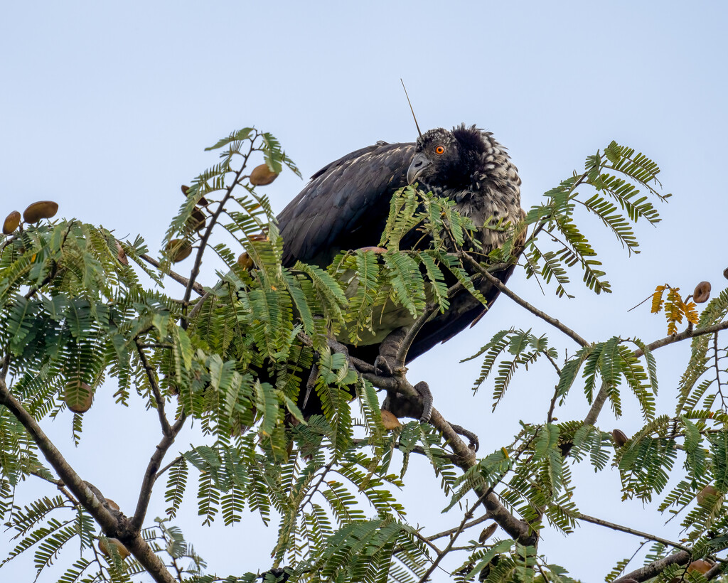 Horned Screamer  by nicoleweg