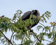 24th May 2024 - Horned Screamer 