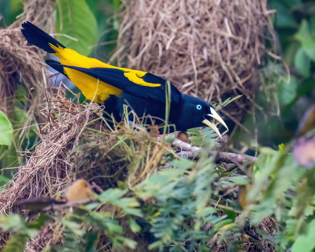 Yellow-rumped Cacique by nicoleweg