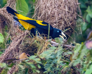 21st May 2024 - Yellow-rumped Cacique