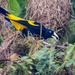 Yellow-rumped Cacique by nicoleweg